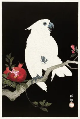White Cockatoo Poster