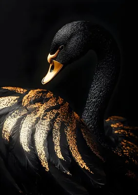 Luxury Black Swan Poster - Black and Gold Feathers Fine Art Print for Modern