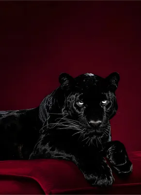 Black Panther Portrait in Deep Burgundy – Dramatic Dark Animal Art for Modern