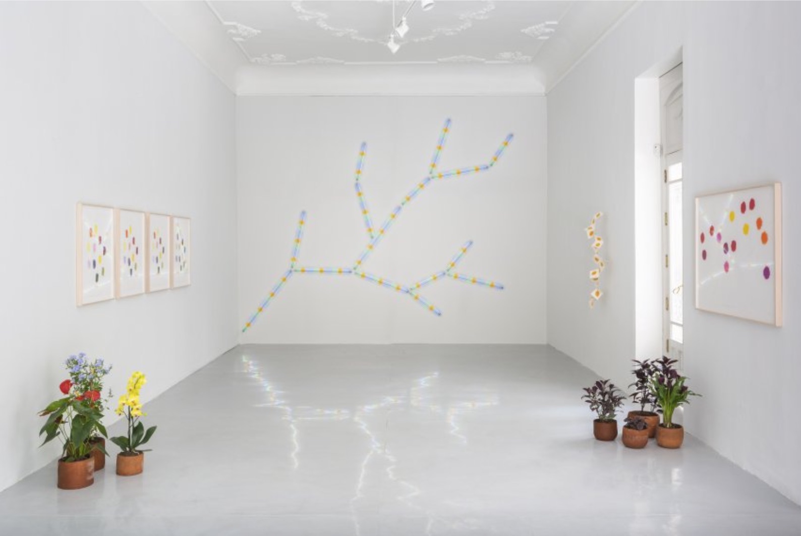 A garden located inside a white cube | Spencer Finch, Botanica