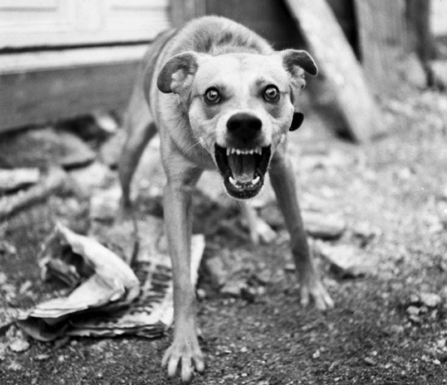 ¿No oyes ladrar a los perros? - Image 5