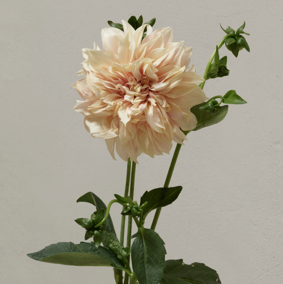 Napoleon Habeica y Fernando Marroquín - Image 4