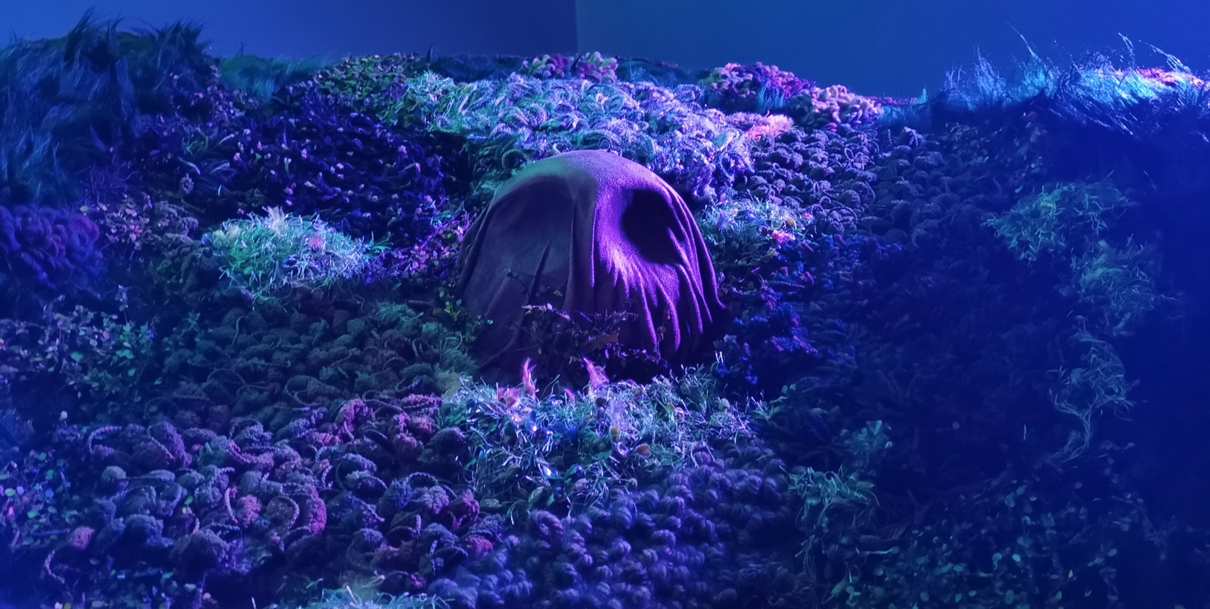 Paloma Contreras Lomas - Image 4