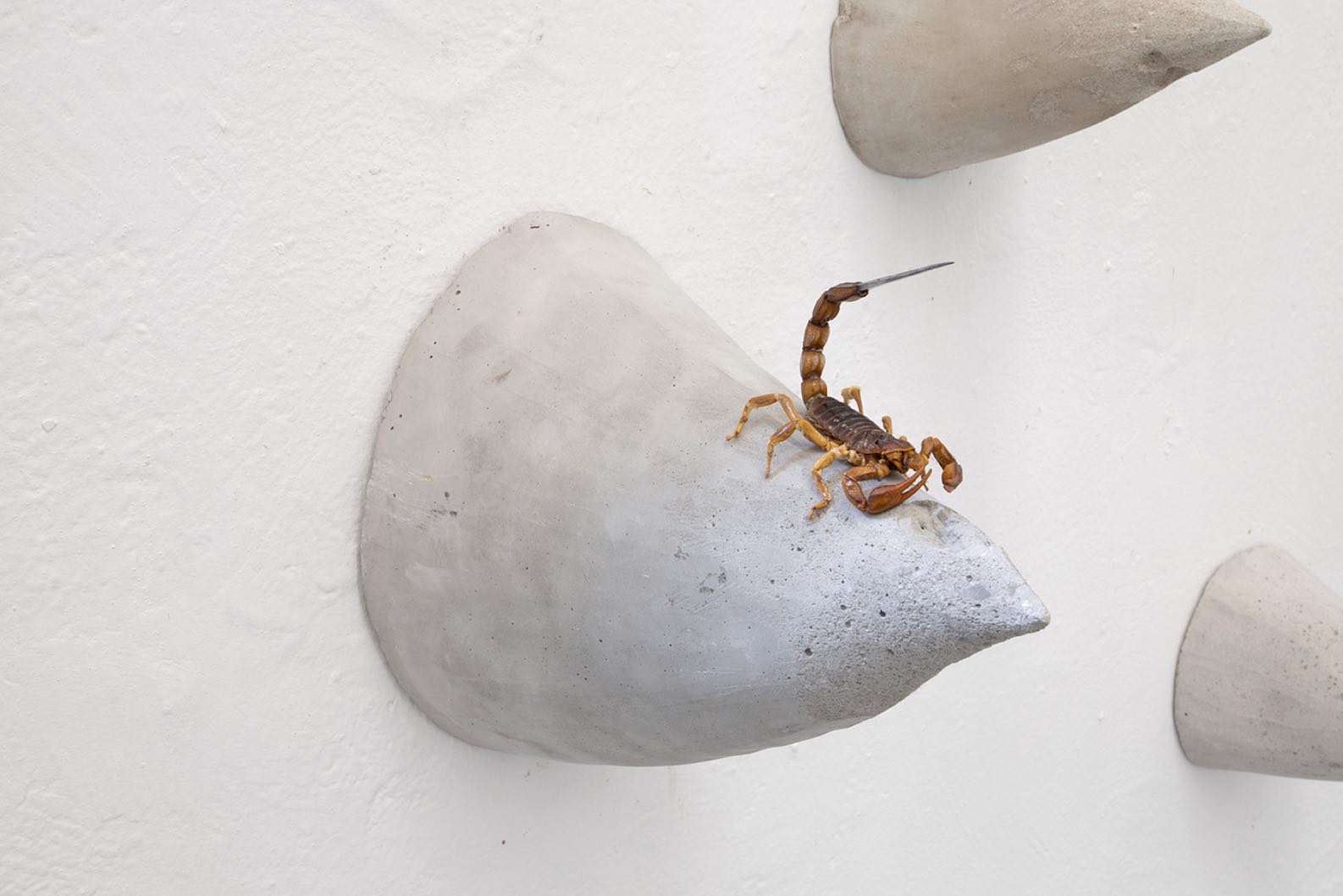 Chavis Mármol - Image 4