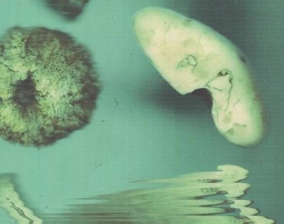 Panósmico & Darinko Chimal