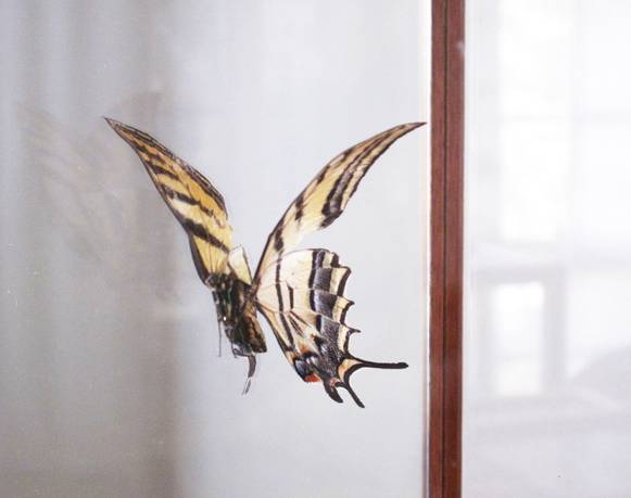 El umbral de lo visible