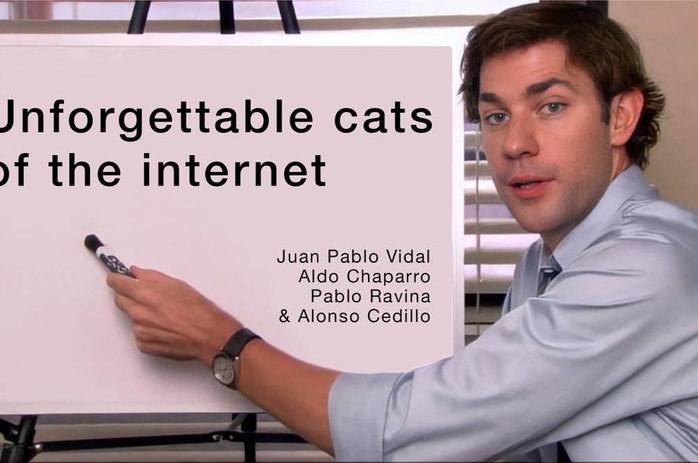 Unforgettable cats of the internet