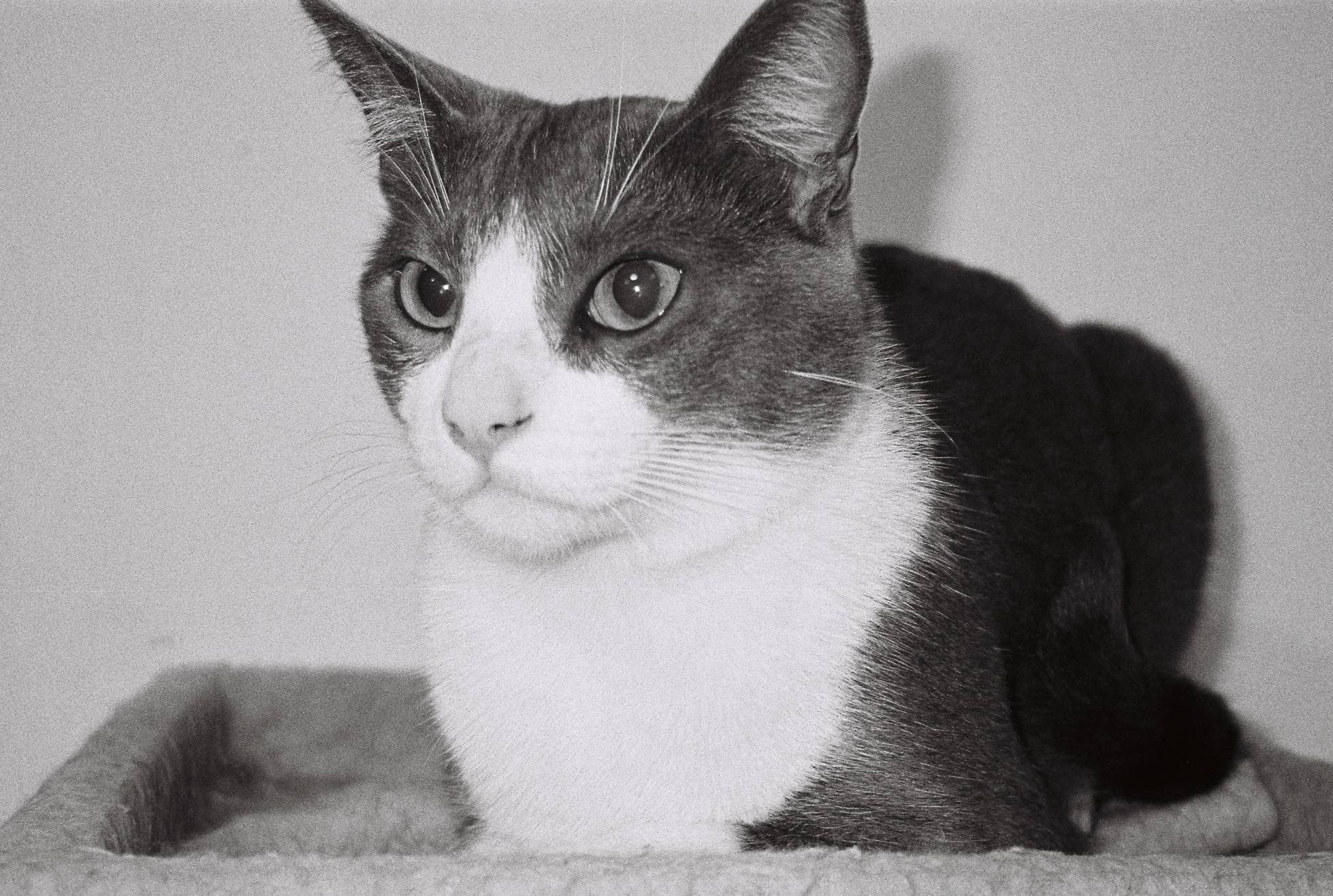 La inmortalización de los gatos