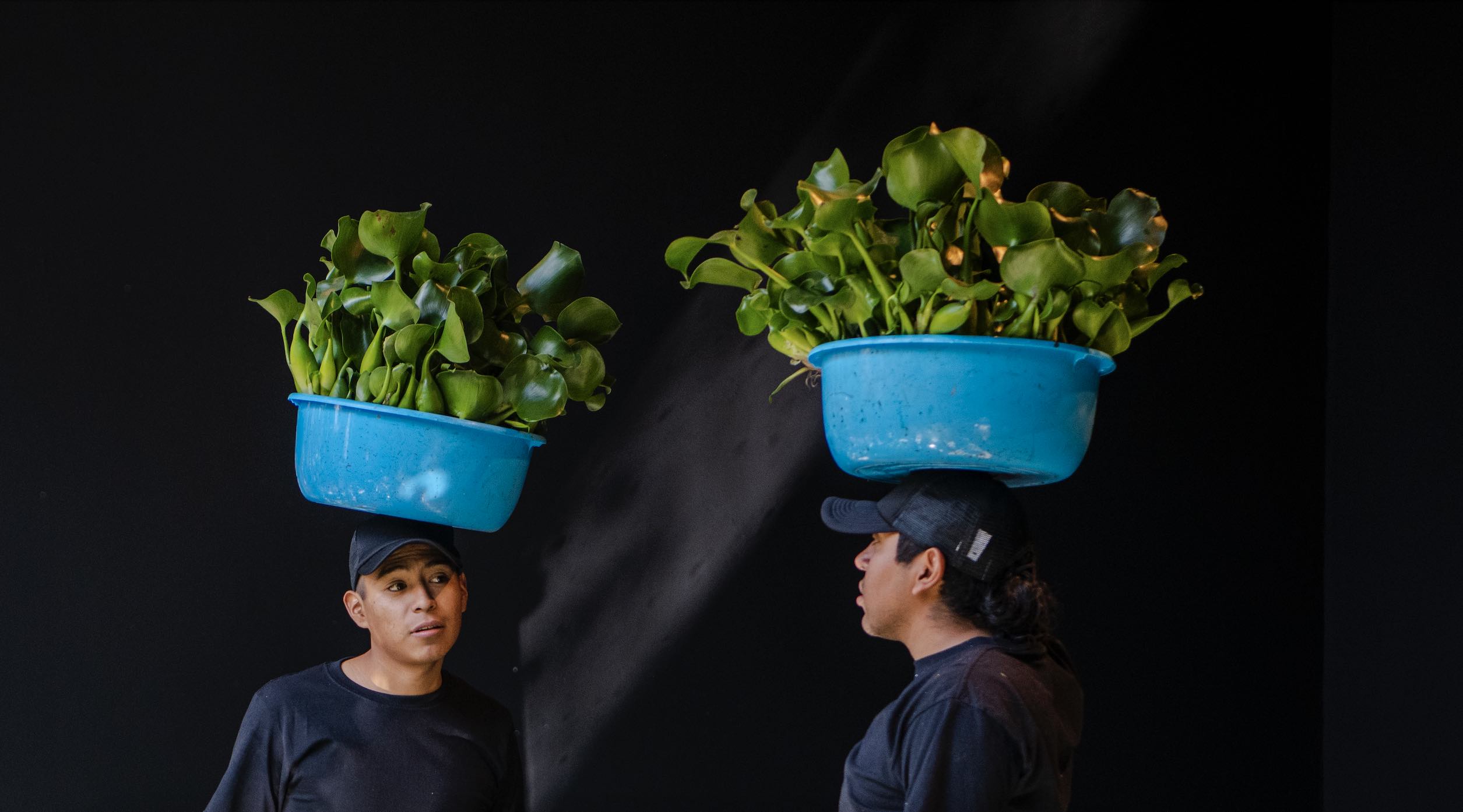 A Gathering of Lilies in a Concrete Garden: Héctor Zamora