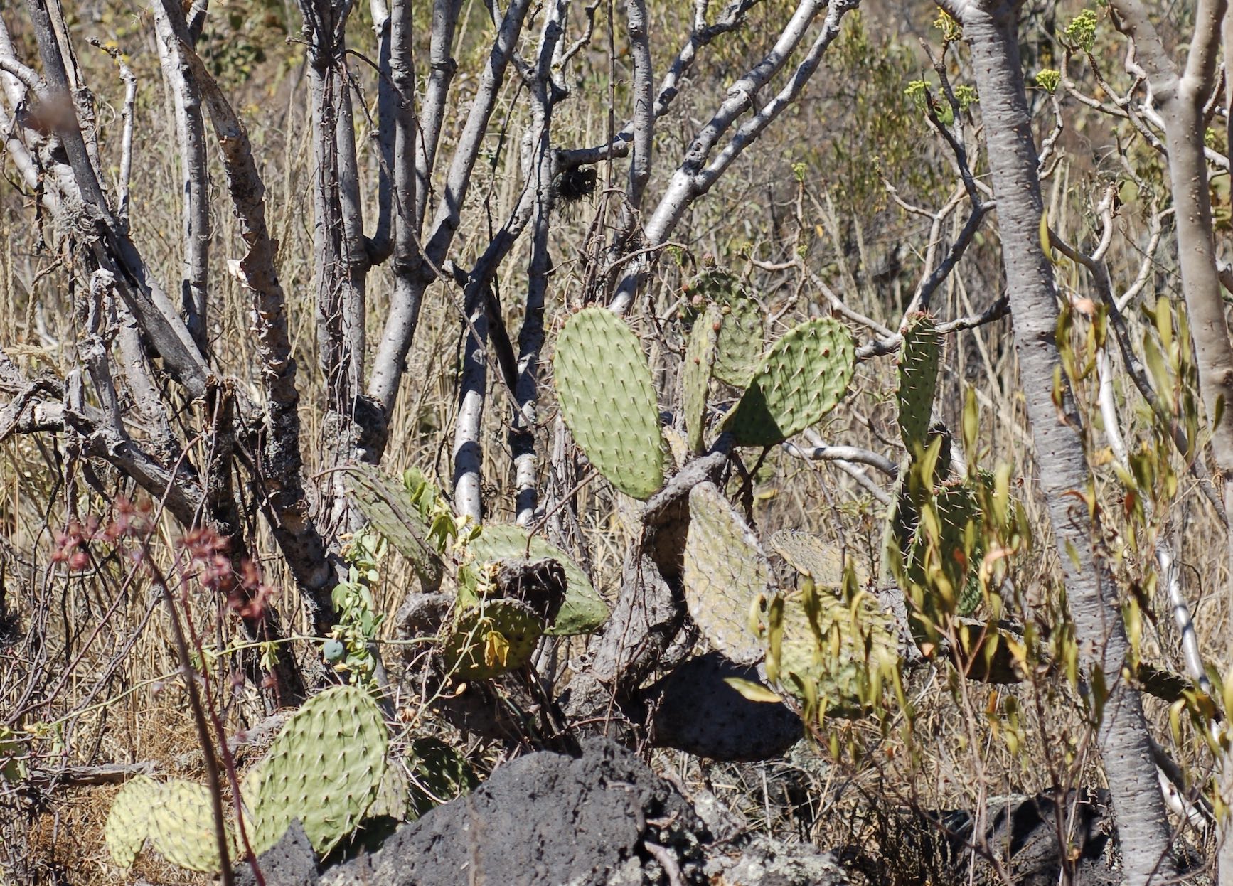 La eco-estética del Pedregal y la botánica constructiva en la megaciudad de México