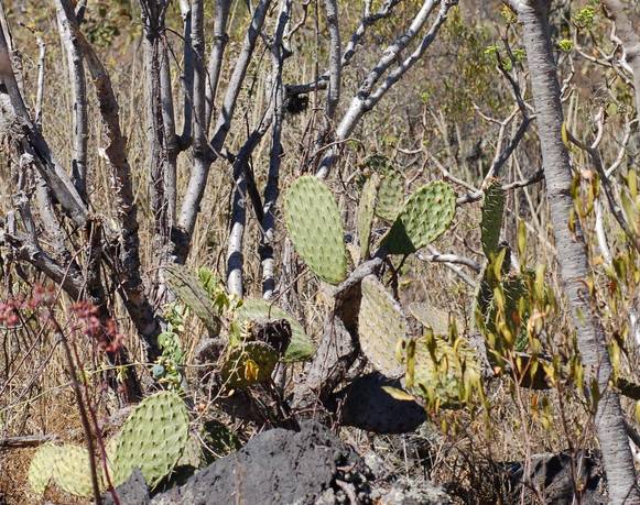 La eco-estética del Pedregal y la botánica constructiva en la megaciudad de México