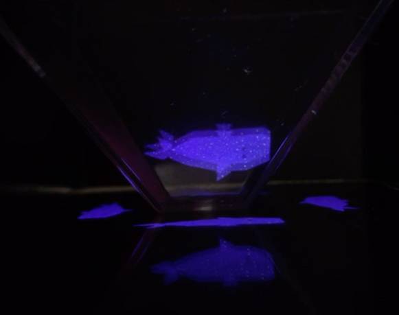 En búsqueda de lo invisible | Taller de hologramas y memes (TRES)