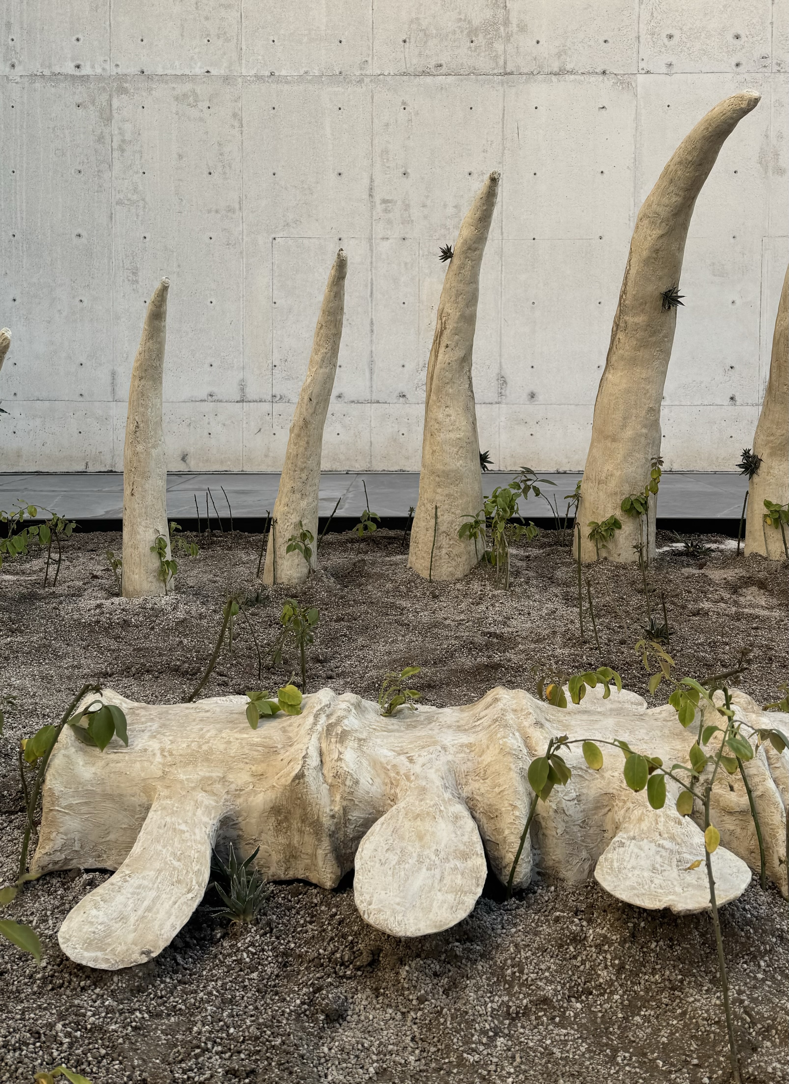 Vista de la exposición “Julieta Aranda. Coordenadas claras para nuestra confusión”, Museo Universitario Arte Contemporáneo, MUAC/UNAM, 2024/2025. Fotografía: Onda MX