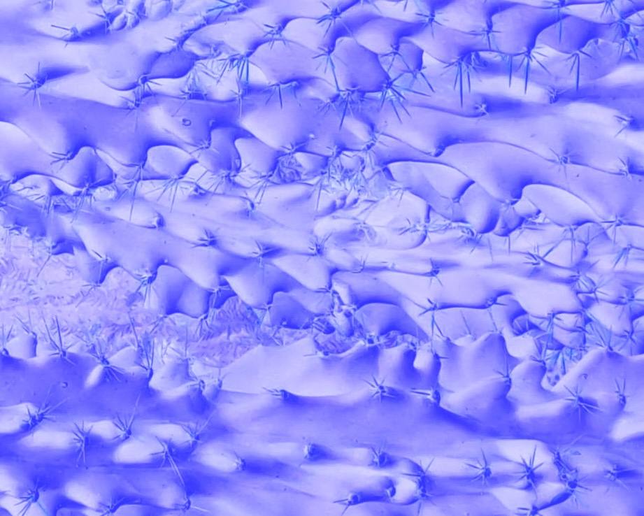 Ripple Effect