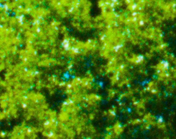 Exposiciones de artistas residentes 