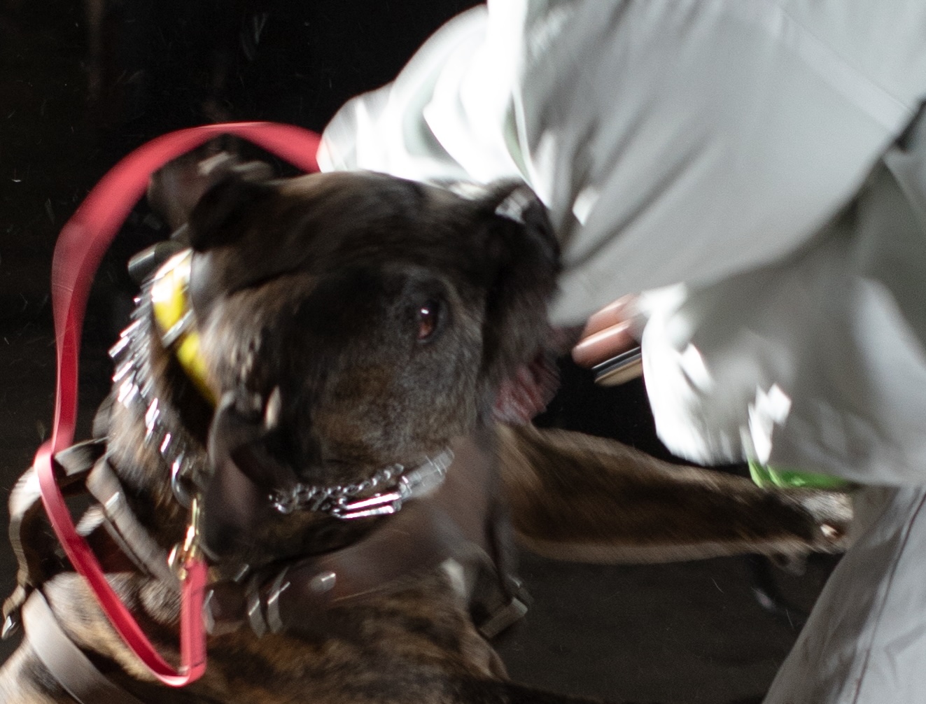 Controlled Aggression: On "Good Boy" by Eyibra