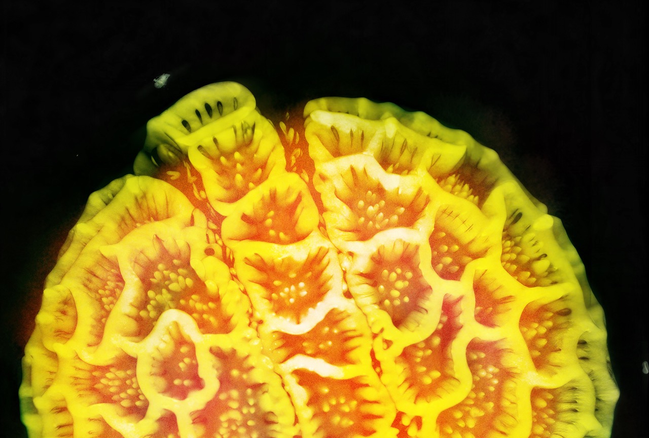 CONDO MEXICO CITY 2026