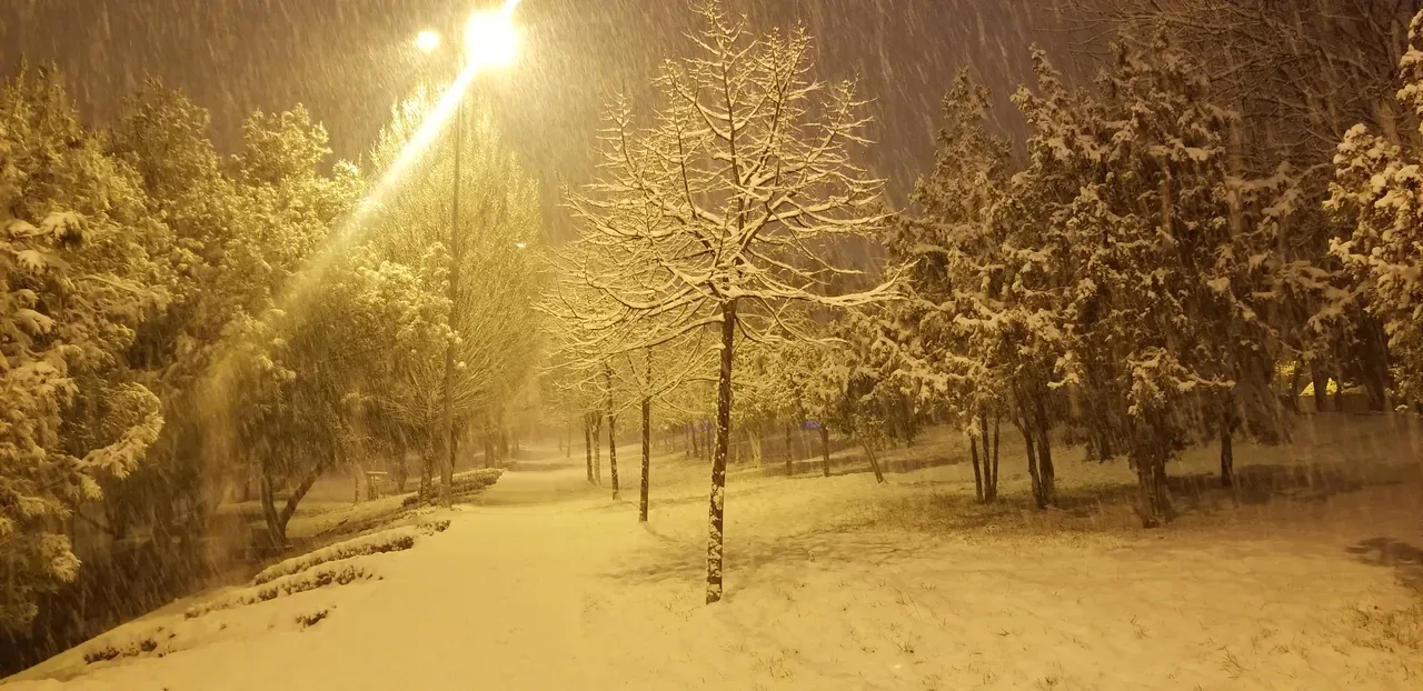 Karla kaplı bir parkta gece, lamba ışığında kar yağışı ve genç bir fidan