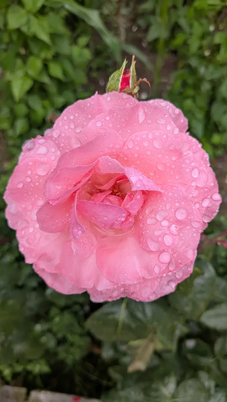 Yaprakları yağmur damlalarıyla kaplı pembe bir gül