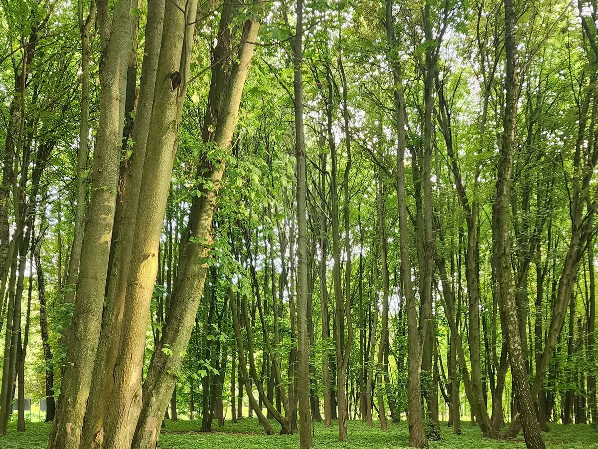 Güneş ışığında ince gövdeli ağaçlarla dolu yemyeşil bir orman