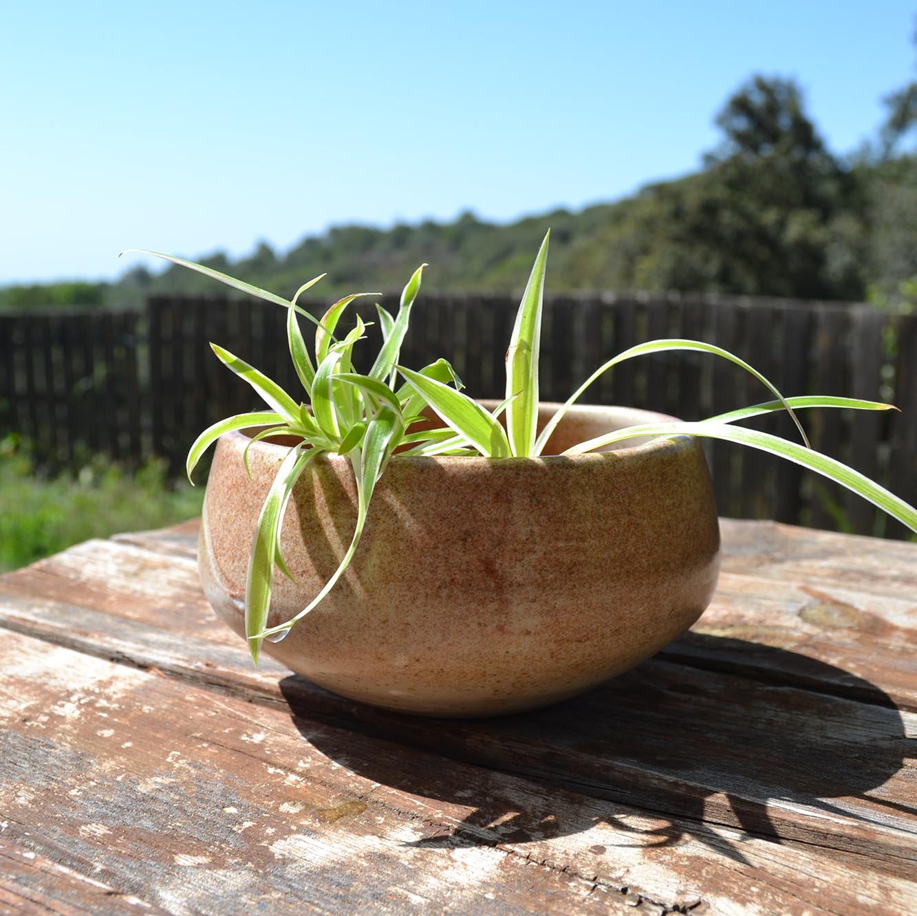 Venus Planter