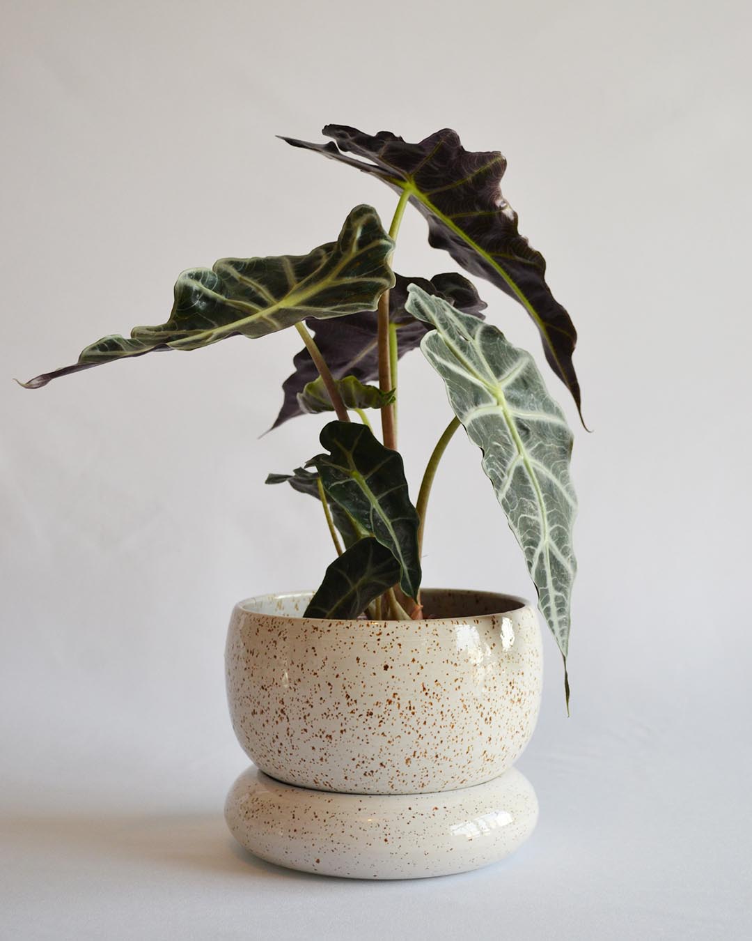 Planter Loïse in Shell - Medium