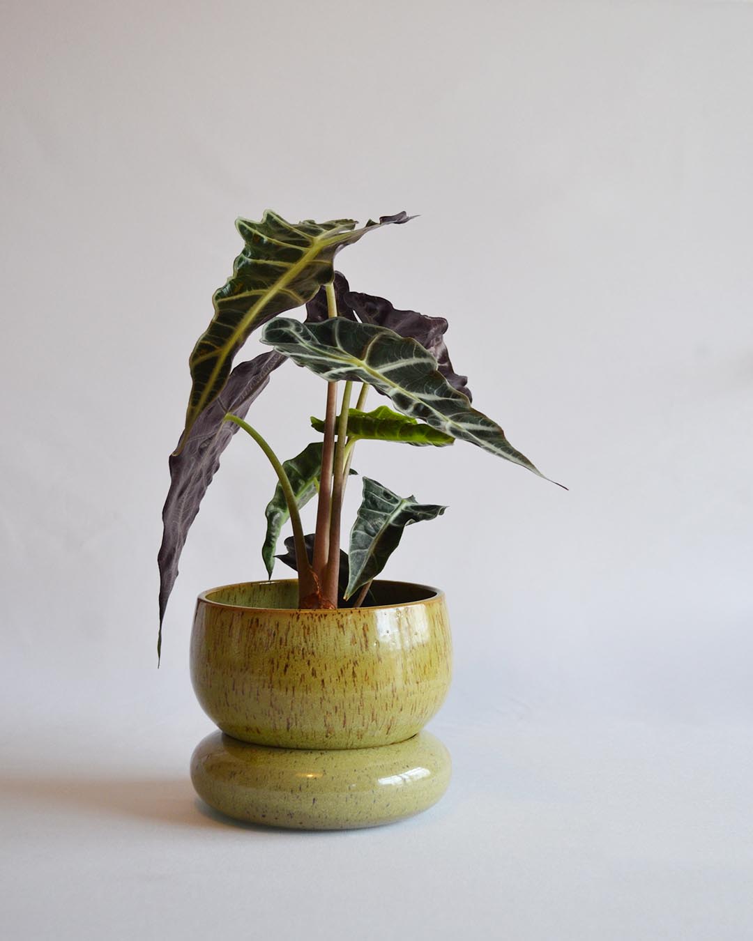 Planter Loïse in Algae - Medium - Custom Order