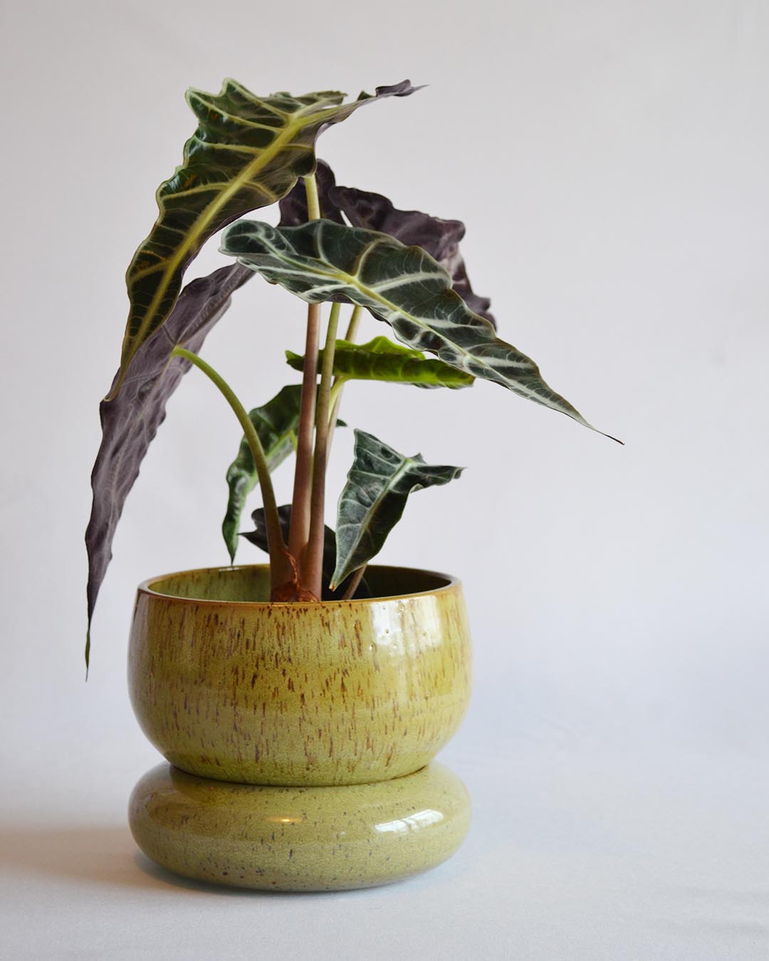 Planter Loïse in Algae - Medium