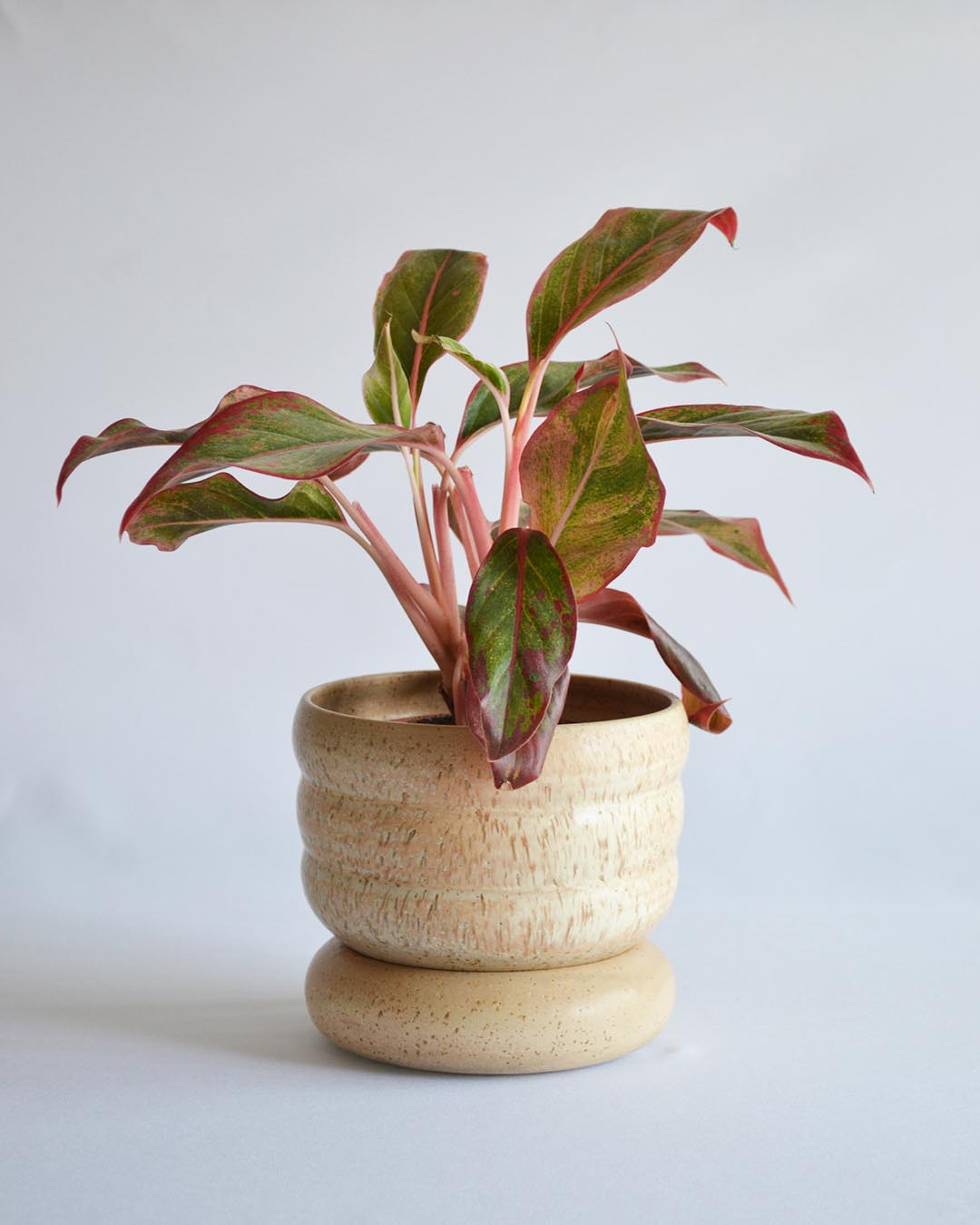 Planter Elsa in Dune - Medium