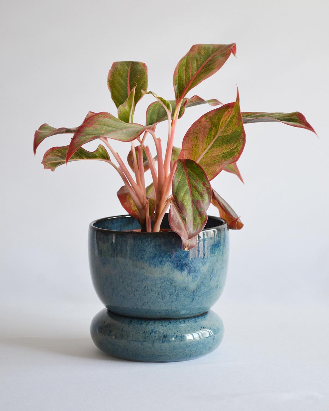 Planter Loïse in Deep Sea - Medium
