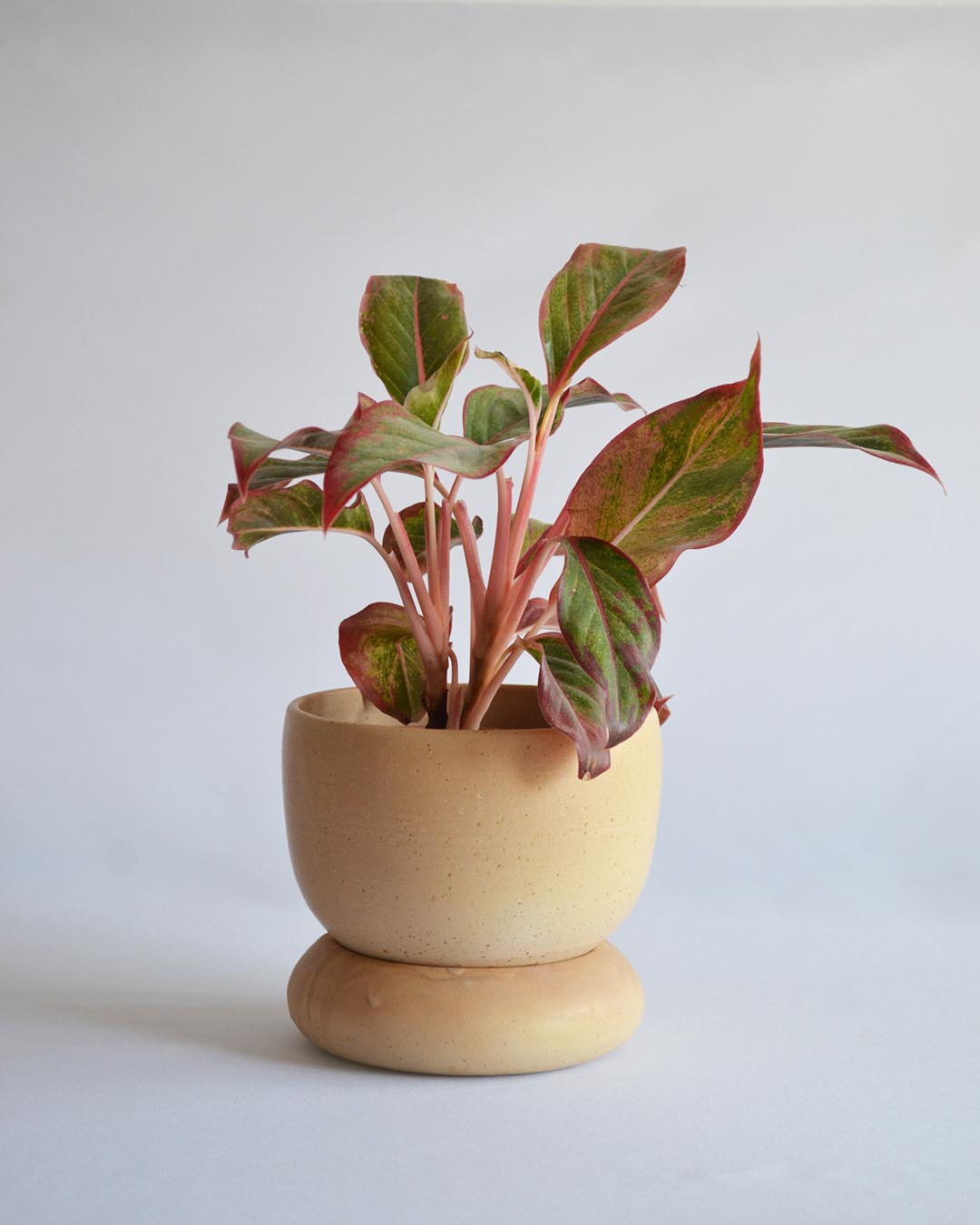 Planter Loïse in Dune - Medium