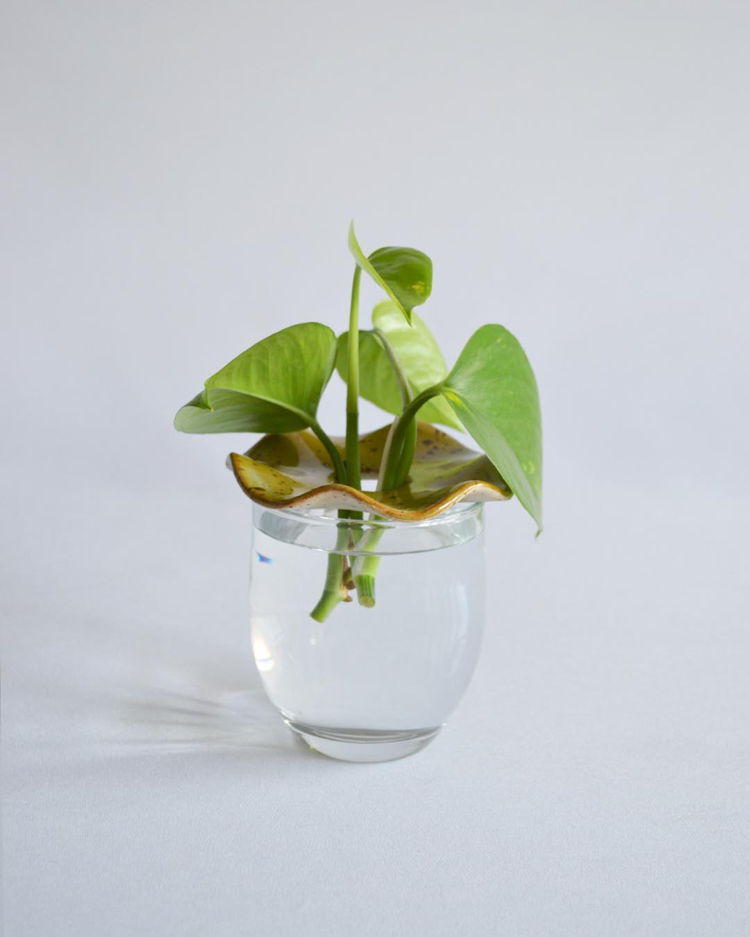 Cutting Support in Algae