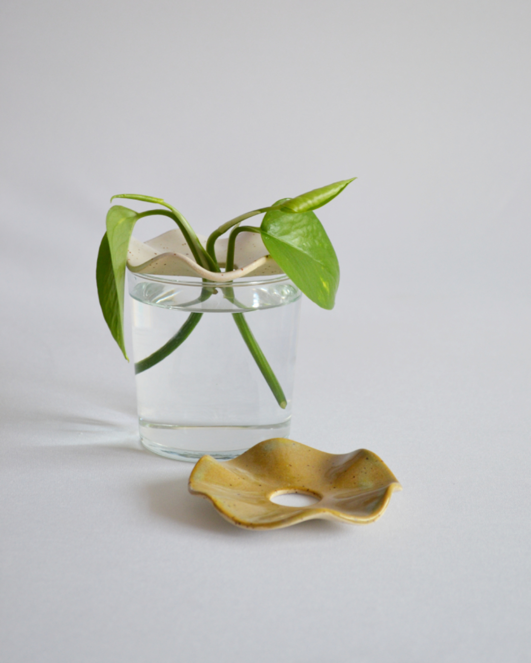 Cutting Support in Algae