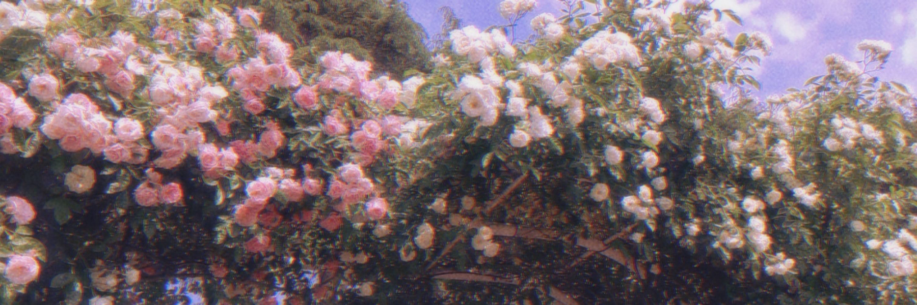 header image
