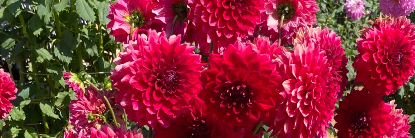 header image