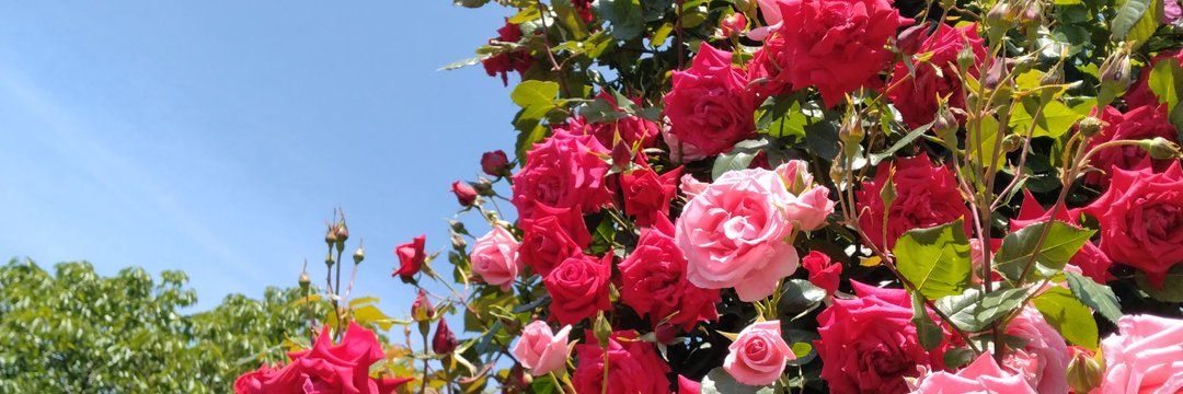 header image