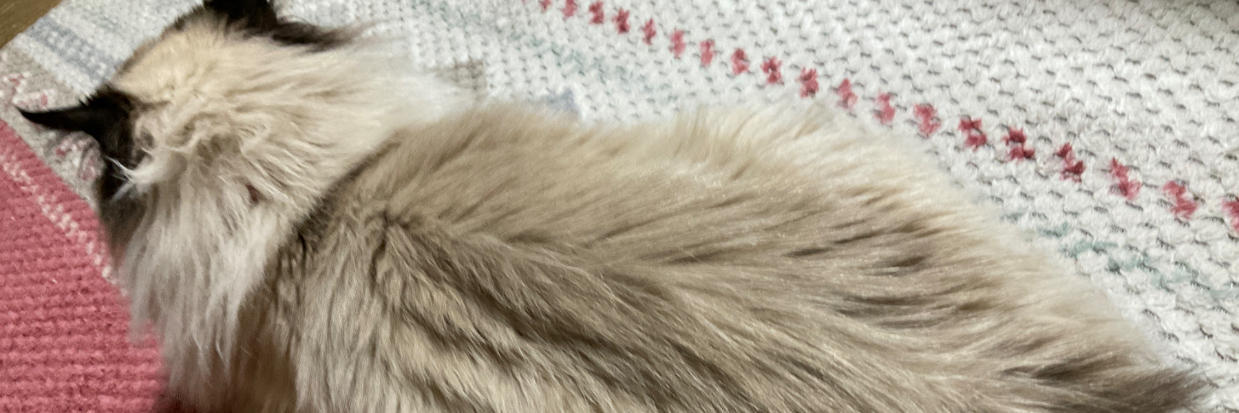 header image
