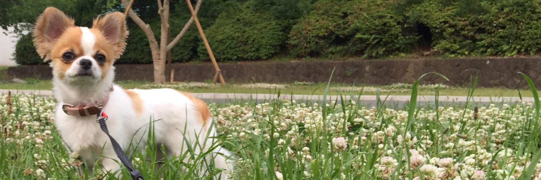 header image