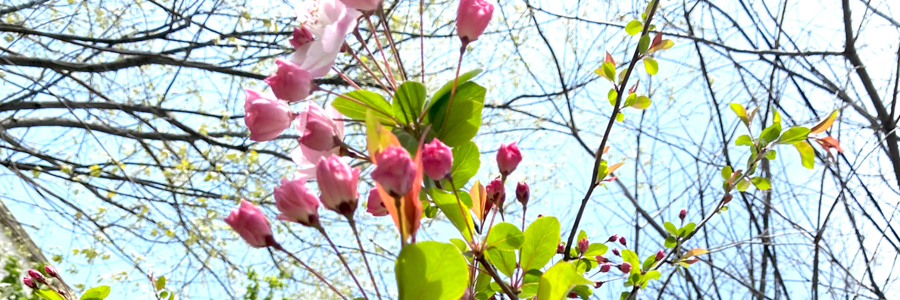 header image