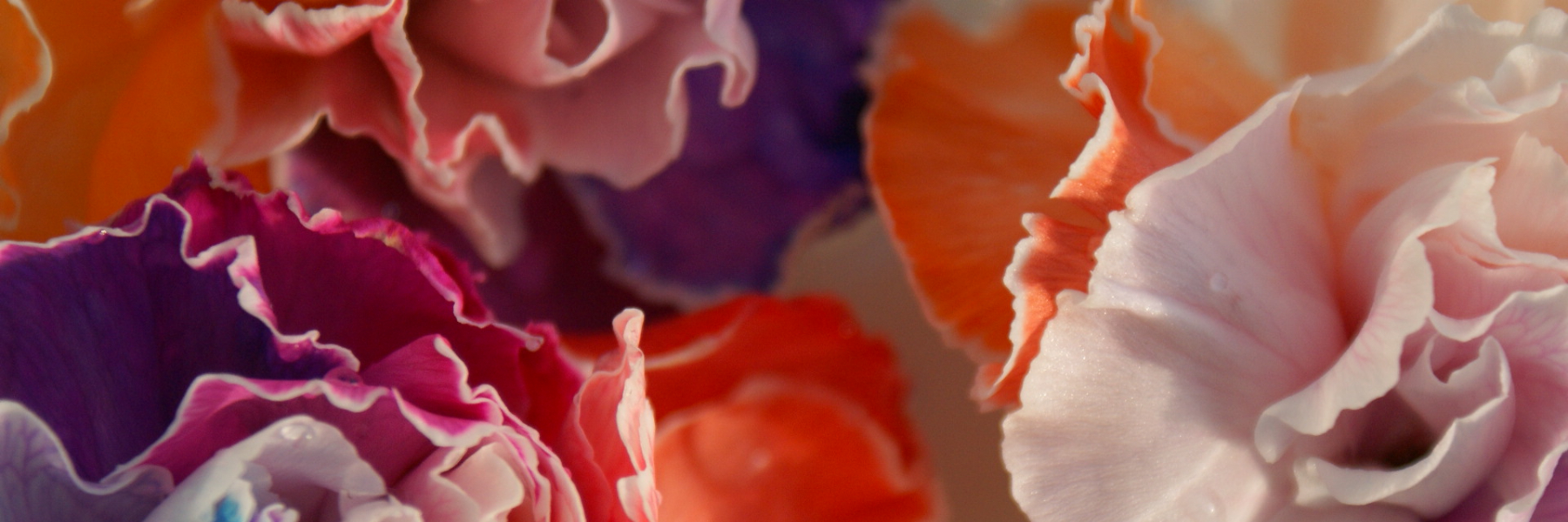 header image