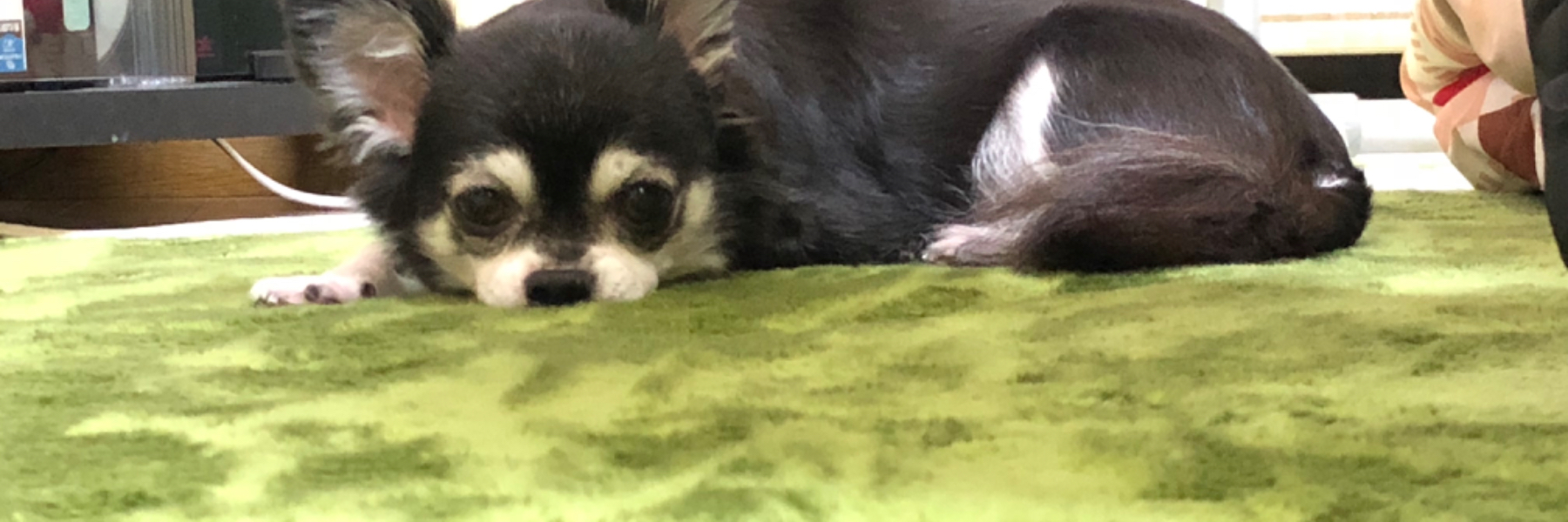 header image