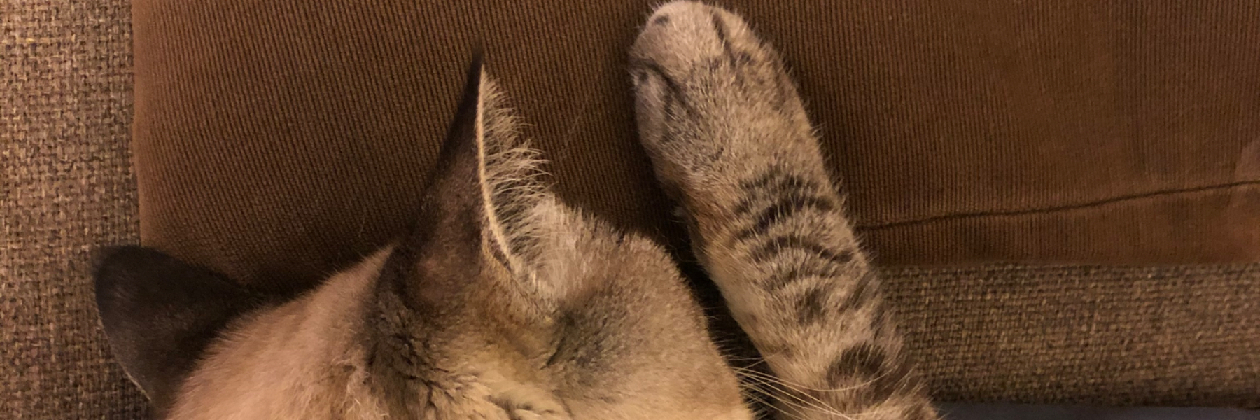 header image