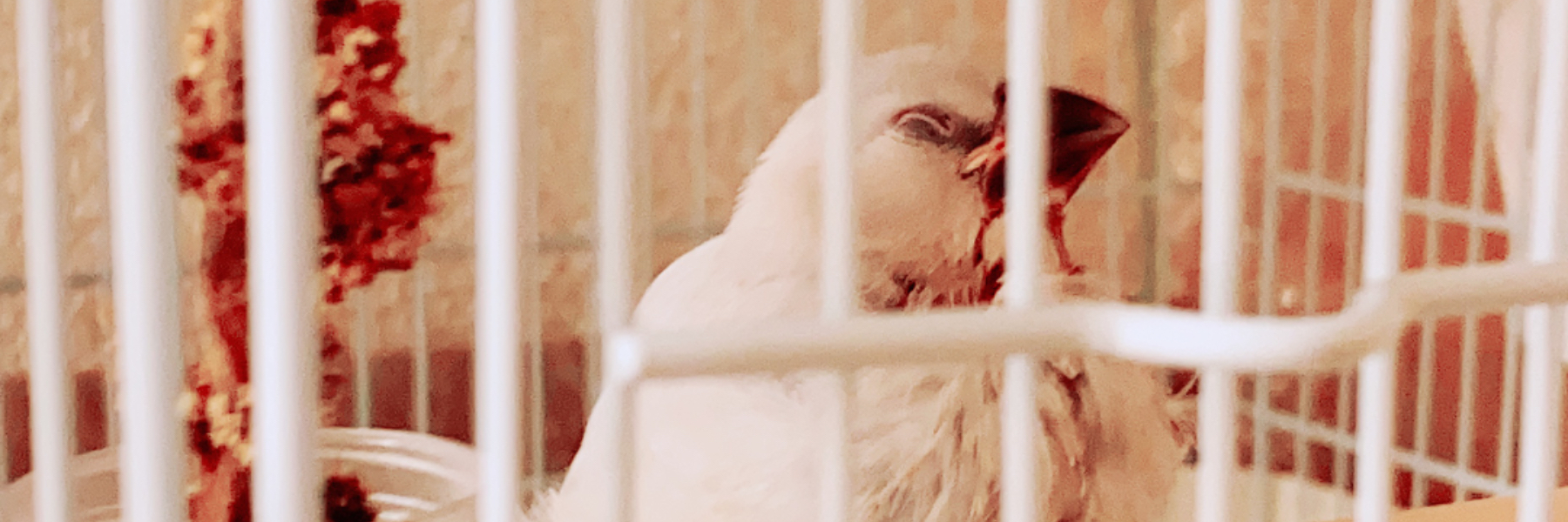 header image