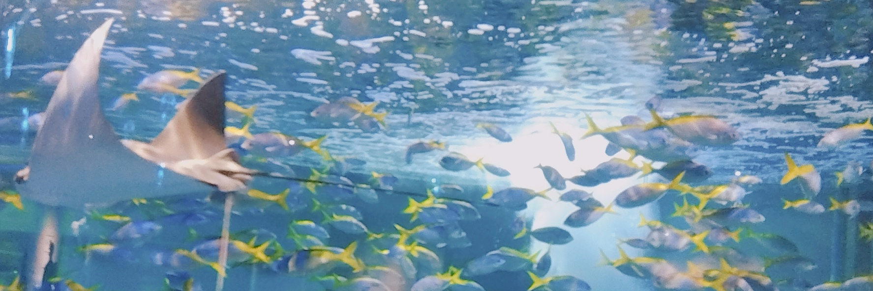header image