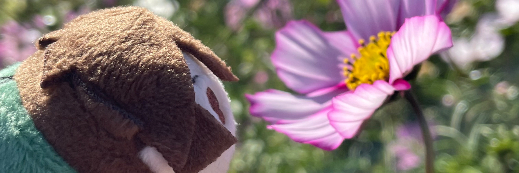 header image