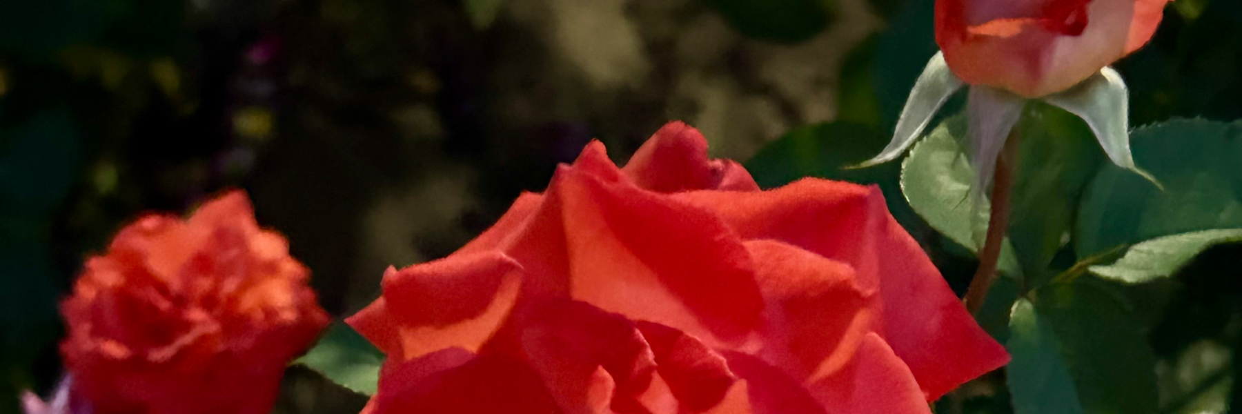 header image