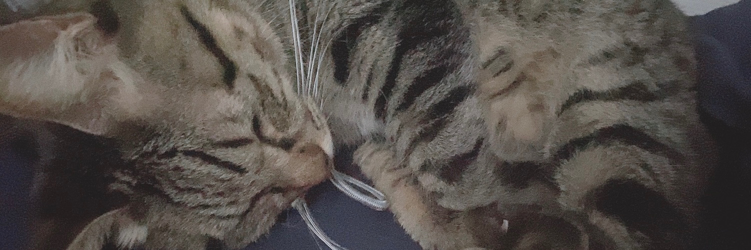 header image