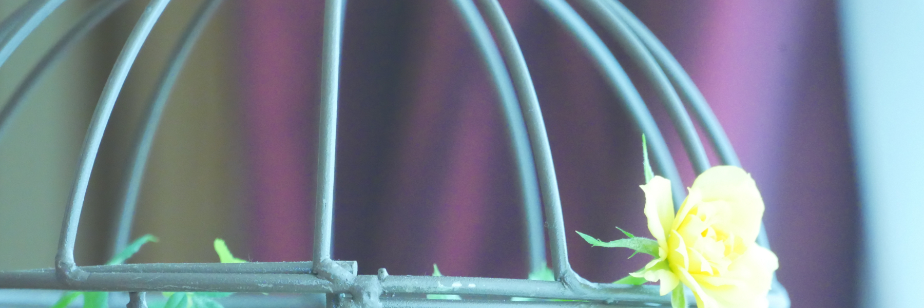 header image