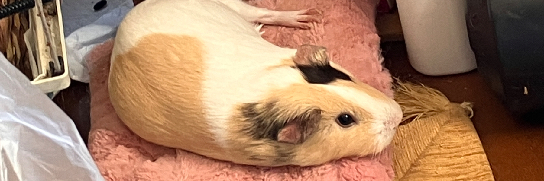 header image