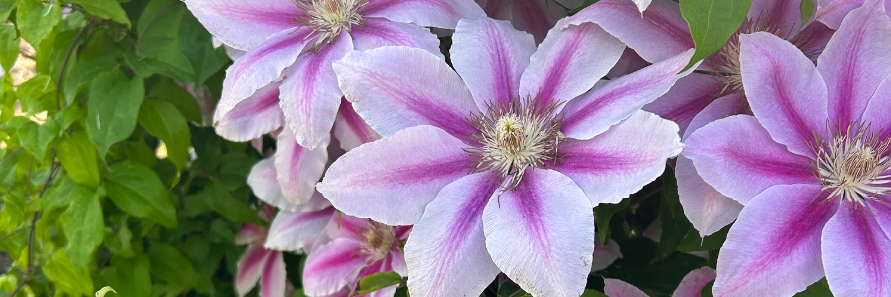 header image